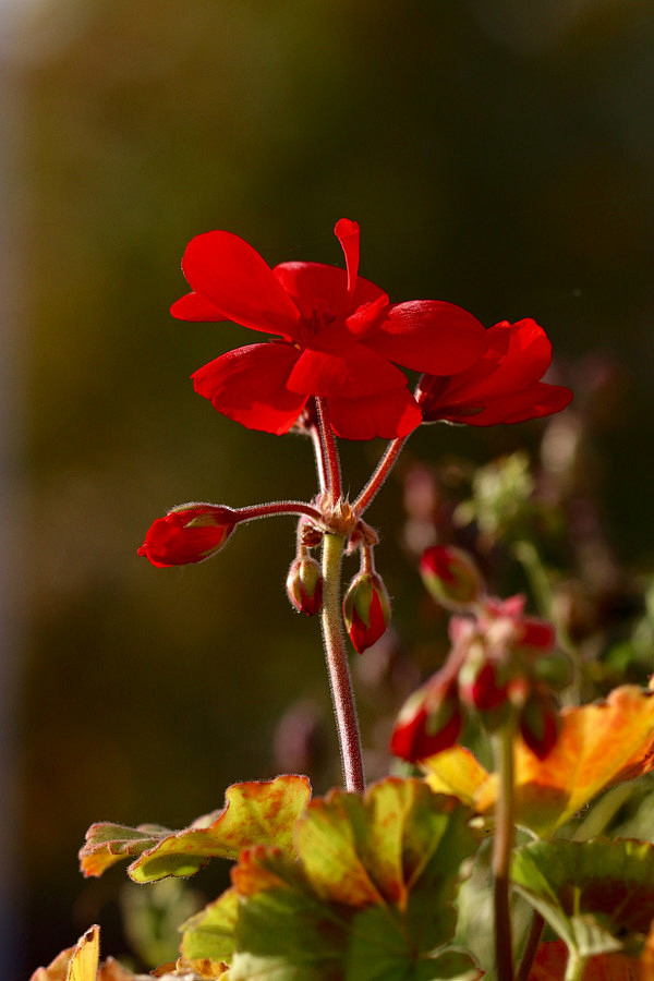 秋园早起黄底儿红花