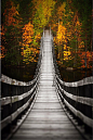 吊橋通往秋天森林公園（芬蘭的奧盧）