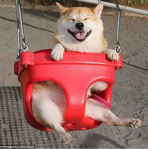 萌翻日本柴犬荡秋千笑容灿烂