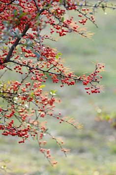 白布鞋de傲慢采集到美文