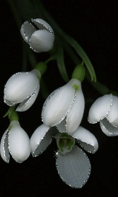 gif# #铃兰#   灬铃兰灬采集