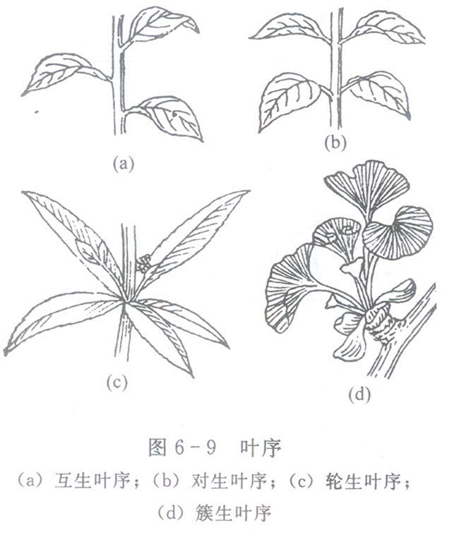 植物的单叶复叶对生互生轮生远离it新浪博客