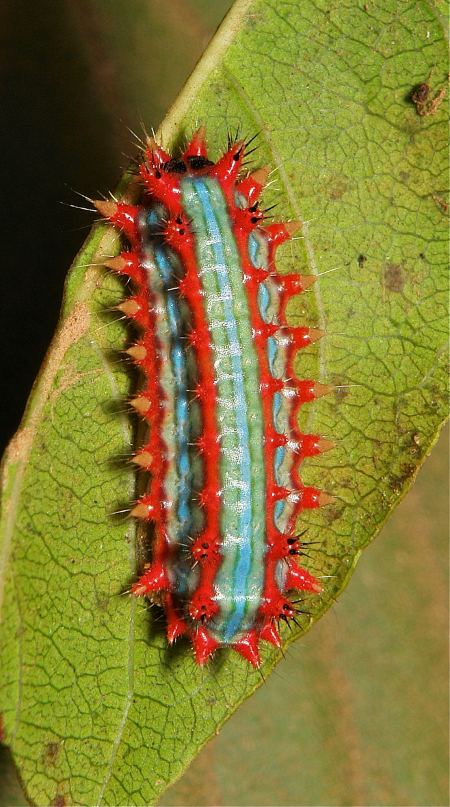 stingingnettleslugcaterpillarcupmothlimacodidaetriplestreak