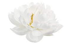 paddy_lee采集到那些花儿