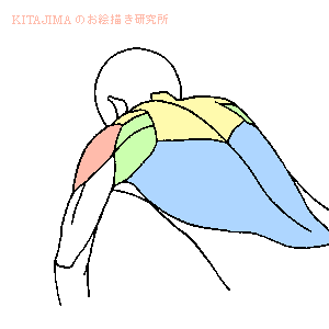 人体上半身肌肉解析动态图