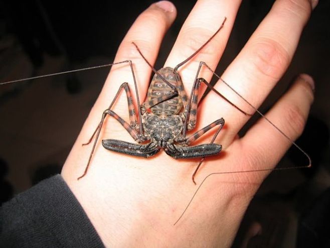 鞭蛛恐怖酷萌新宠67676767