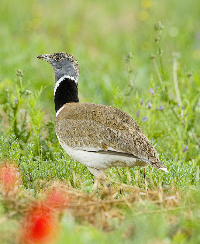 鹤形目鸨科小鸨
