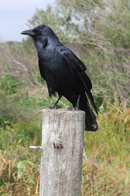 雀形目鸦科鸦属鱼鸦