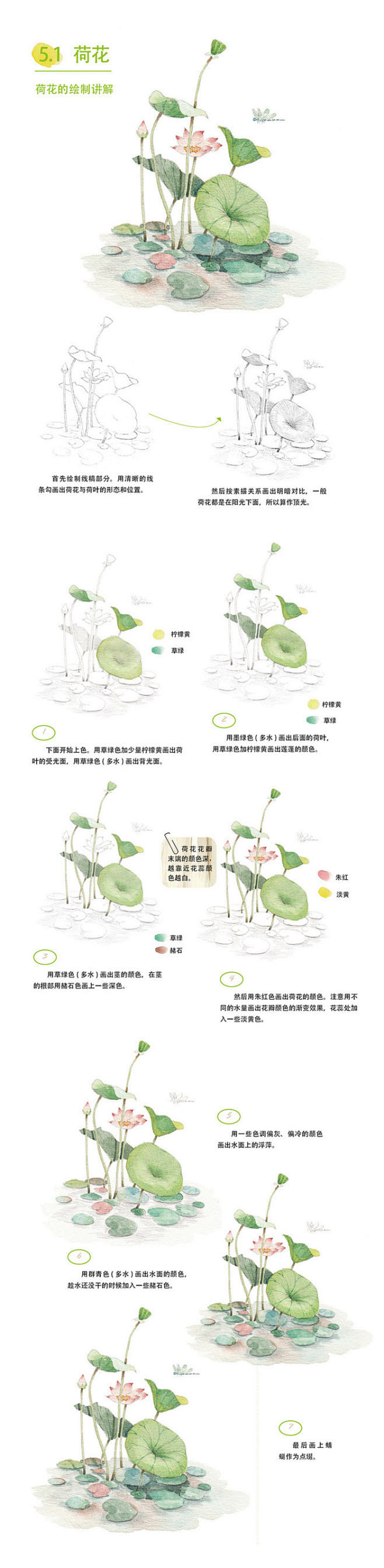 水彩绘画教程荷花