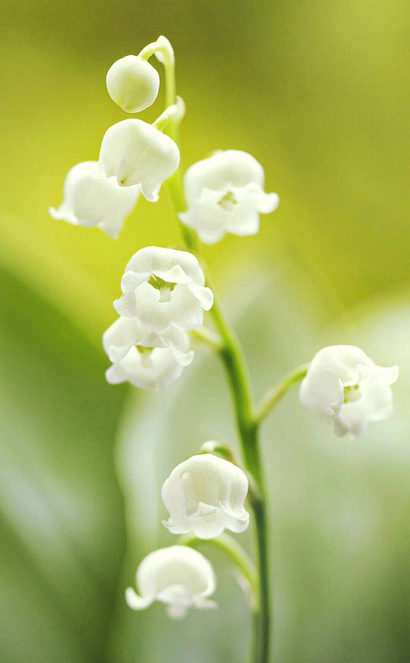 花语是幸运的花(花语是幸运的花是什么花)