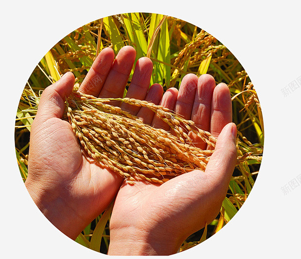 世界粮食日简约大气手捧稻谷页面网页平面电商创意素材