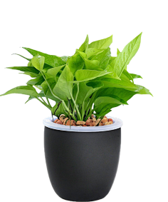 哇哈哈—AD钙奶采集到素材-植物