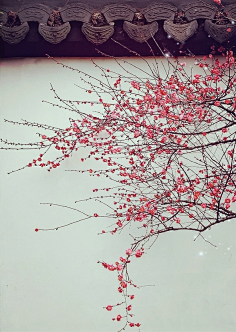 在我心上采集到汉服