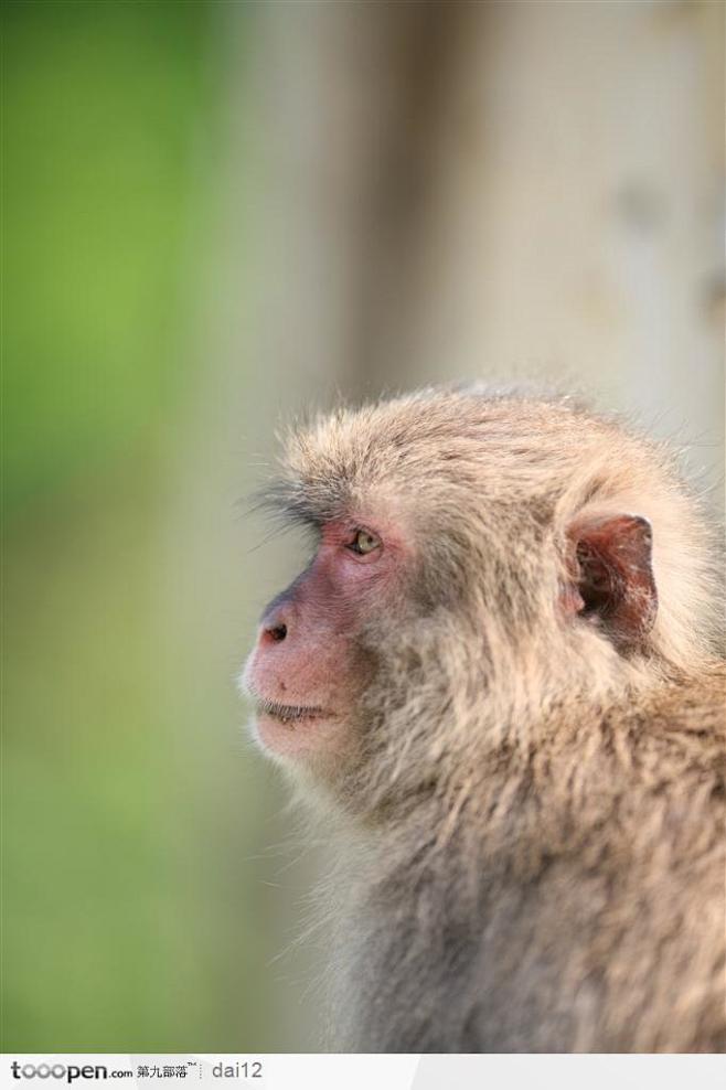 动物特写-猴子侧面