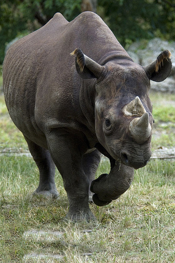 奇蹄目角型亚目犀科犀属黑犀牛