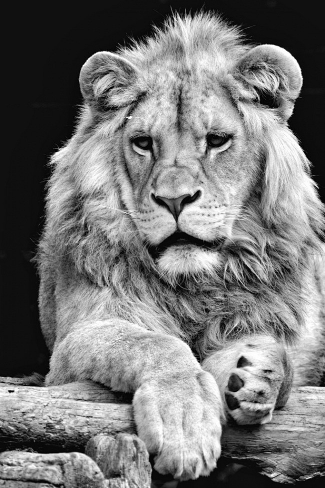 狮子黑白08ngphotographe