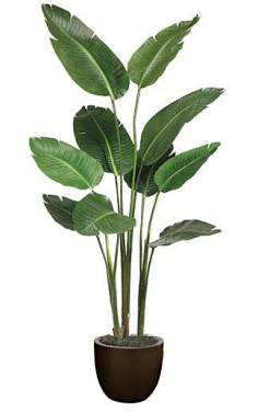归零Zerooo采集到植物