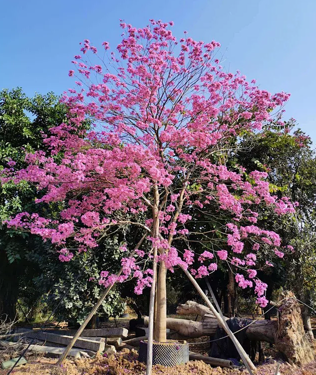 紫花木风铃木的培植法图片