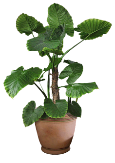-加油!采集到植物素材