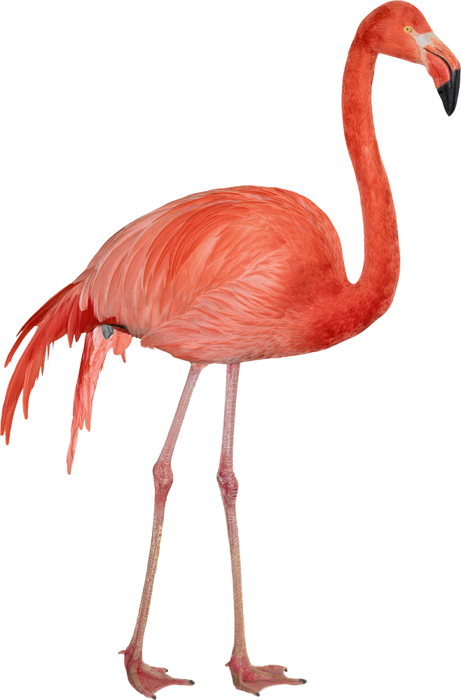flamingopng
