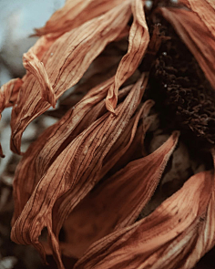 老付_23采集到Flower scape