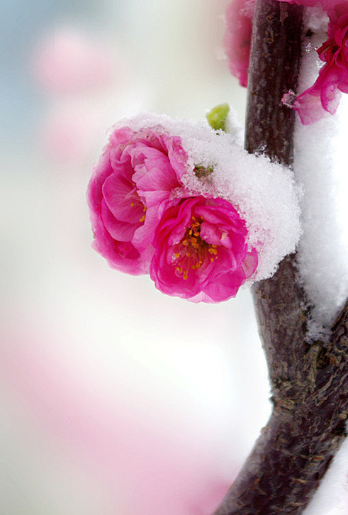 梅花傲雪含苞高清图图片