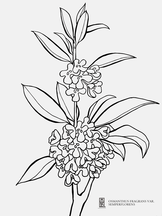 金蕊四季桂桂花春季花卉植物自然线描手绘设计黑白插画图案图形明信片