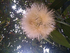 忘川漪涟采集到我拍摄的花花草草