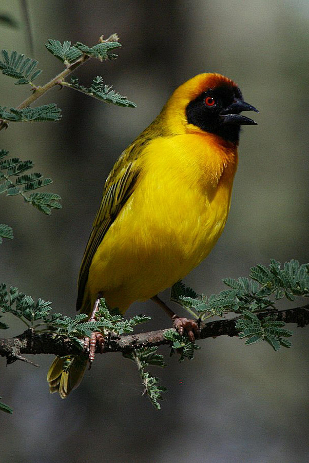 雀形目织布鸟科织雀属蛋黄黑脸织雀