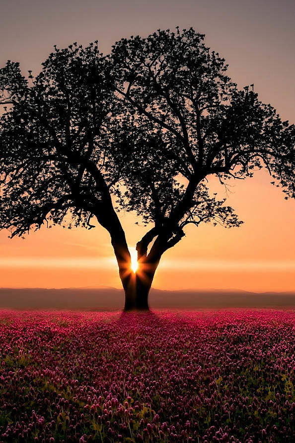 夕阳大树的图片唯美图片