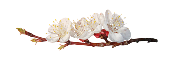 花枝花草免抠png图片素材第①集