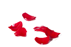 吖迪_采集到花