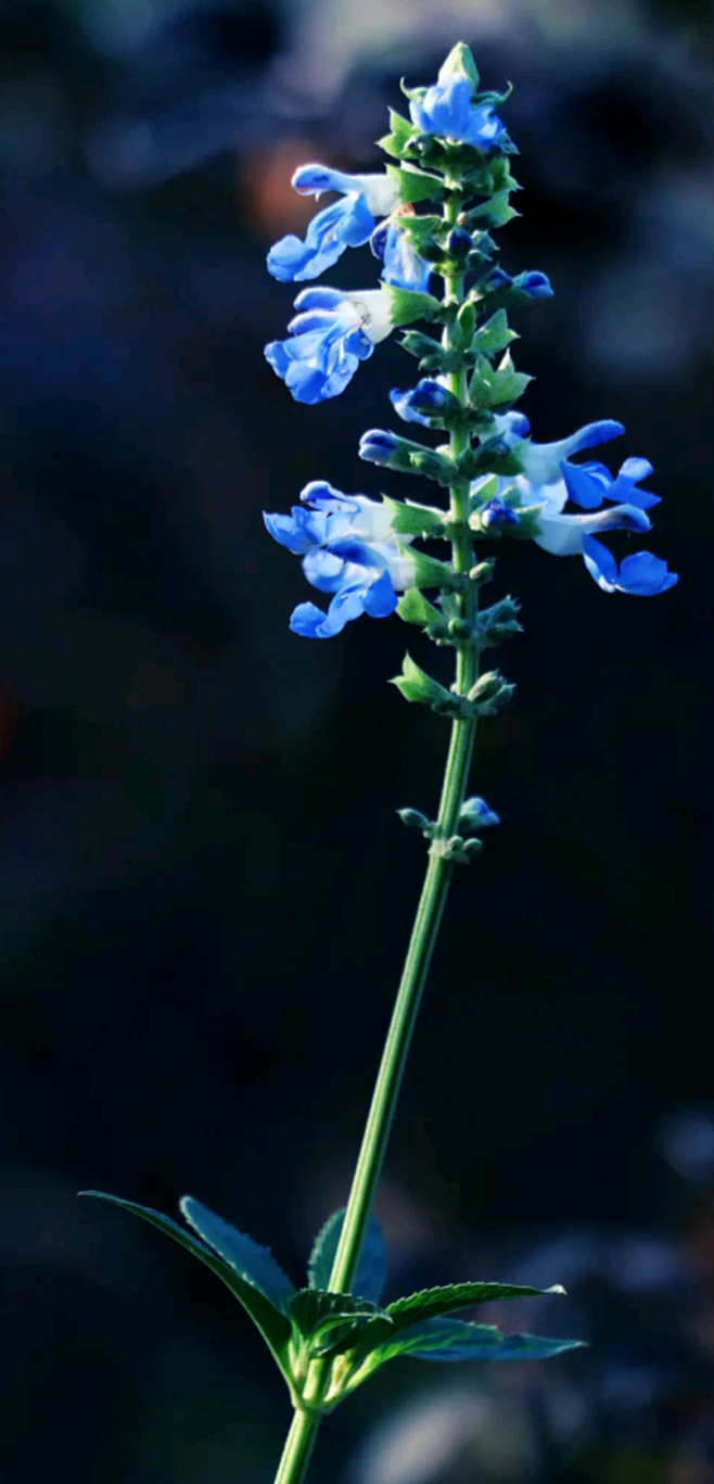 天藍鼠尾草