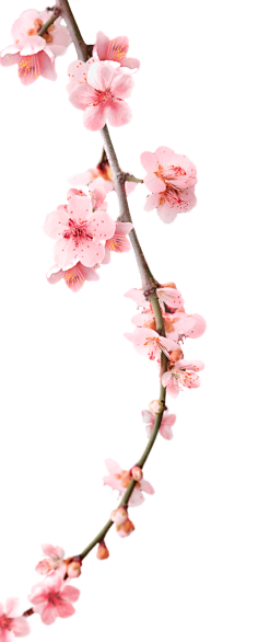 paddy_lee采集到那些花儿
