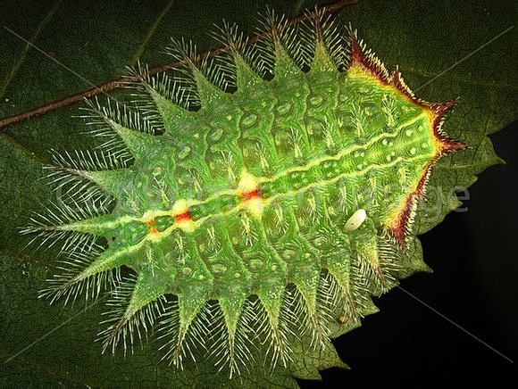 一只刺蛾的毛虫趴在树叶上会和叶脉融为一体是拟态的经典款式