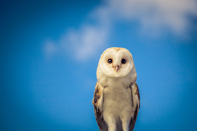 谷仓猫头鹰印度蓝色500px的