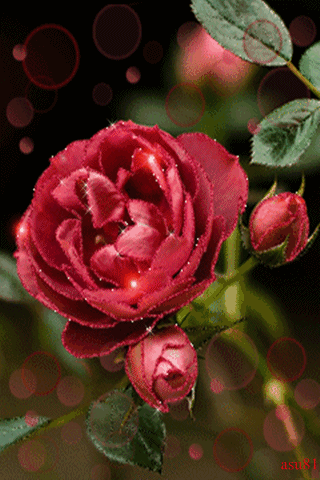 gif鲜花玫瑰灬铃兰灬采集