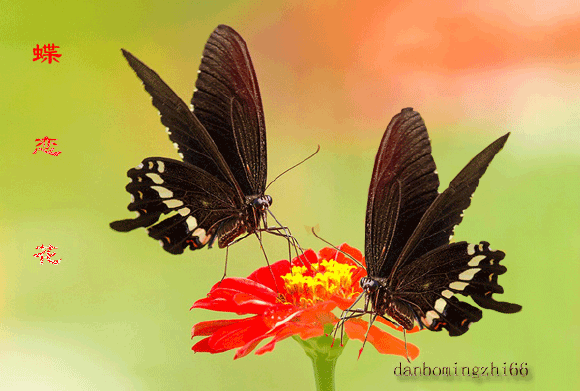 580_391gif 动态图 动图