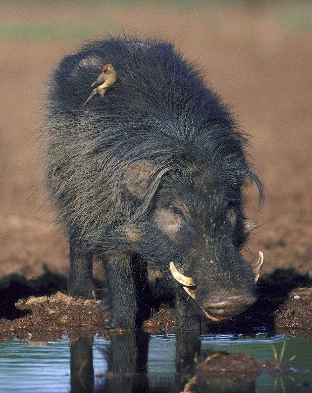 偶蹄目猪形亚目猪科巨林猪
