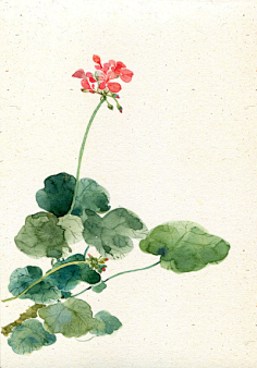 再无觅处采集到淡淡的水彩☆Plant