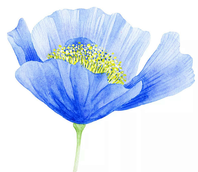 花系列|插画|商业插画|bluesky6 - 原创作品 - 站酷