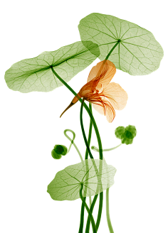 ZHANGWEICAI采集到花草树木