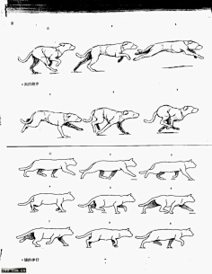 动物的运动规律分解图图片