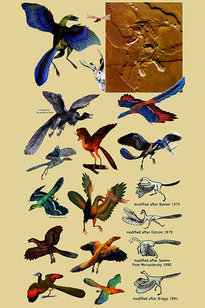 科·始祖鸟属:始祖鸟d-动物-鸟类godfreem该采集也在以下画板加载更多