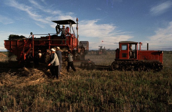 1968年北大荒知青驾驶联合收割机收庄稼