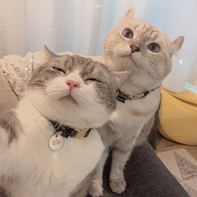 从jy大馒头转采于2020-03-02 21:54:06可爱猫咪头像女生头像 情侣头像