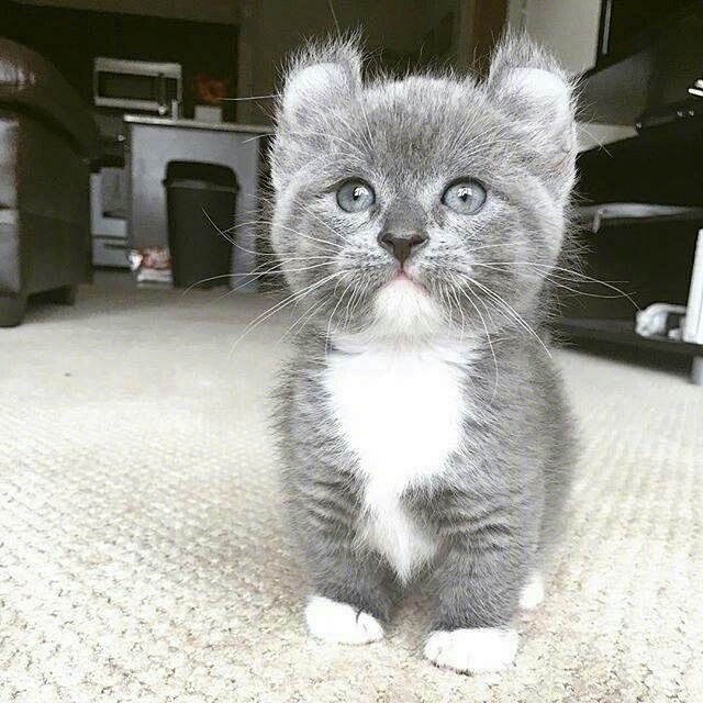 小卷儿猫连耳朵都是圆的太好玩了萌了我一脸67676767