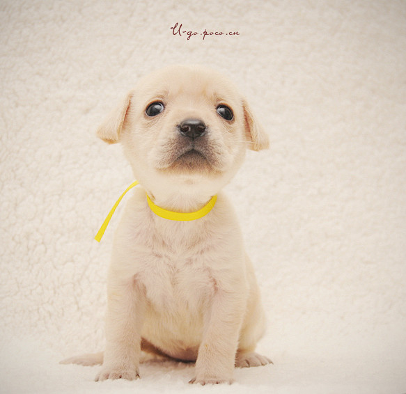 拉布拉多小奶狗可爱至极