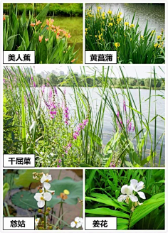 木槿轩采集到海绵城市
