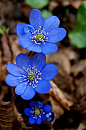  #鲜雪割草#突然想到仙三刘诗诗演的龙葵，一样触目的蓝。